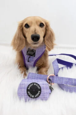 Dog Four Piece Bundle - Aurora -Furfinity Cheap Shop Aurora Dog Harness Mini Dachshund 2