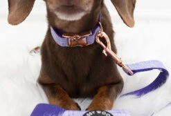 Dog Collar - Aurora -Furfinity Cheap Shop Aurora Dog Harness Mini Dachshund 4