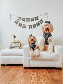 Dog Sailor Bow - Baby Got Black -Furfinity Cheap Shop Ava Sis 89018711 368b 4eda b07d 51814ef421a3