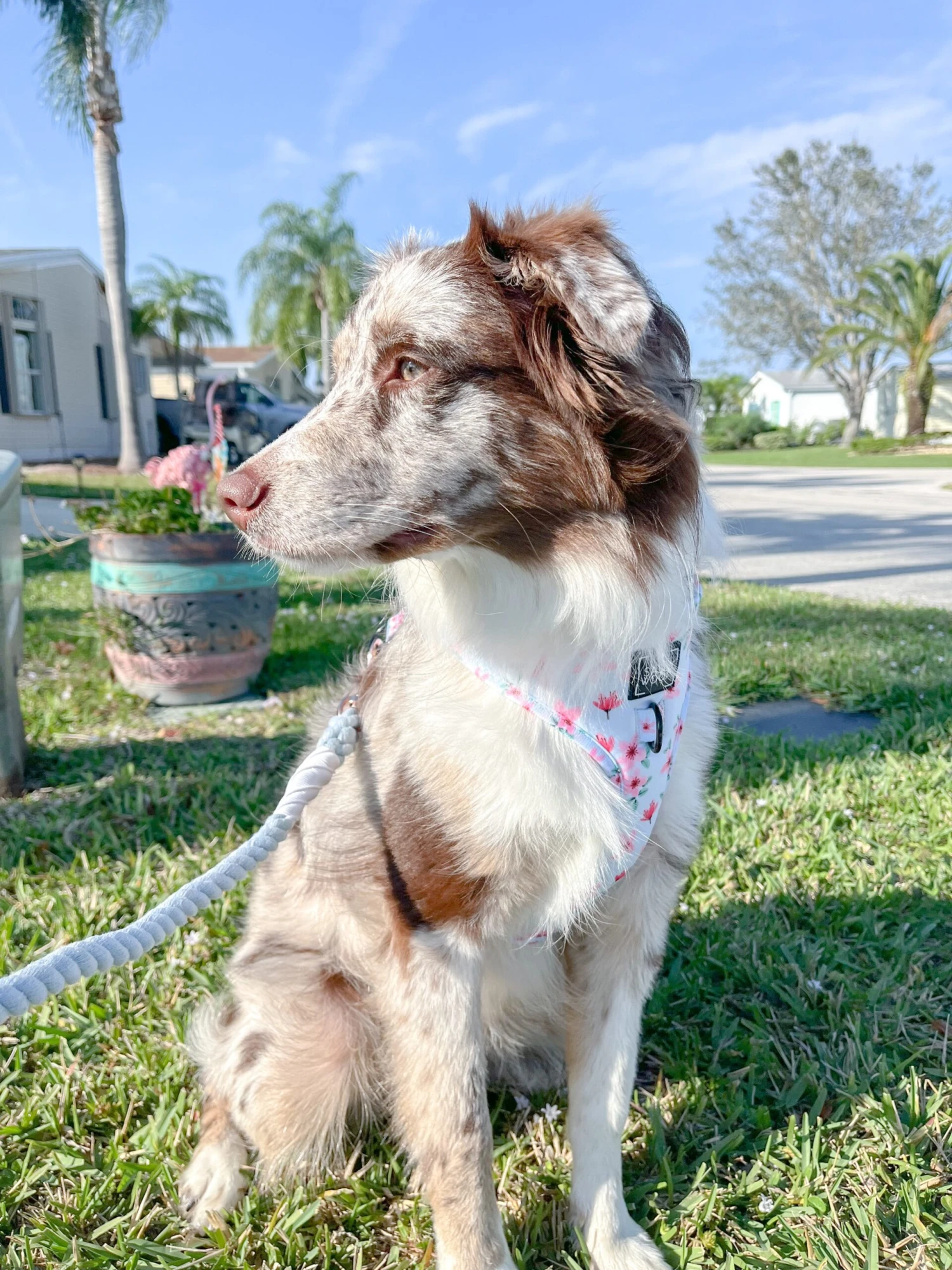 Dog Rope Leash - Azul 9 Dog Rope Leash - Azul - Image 7