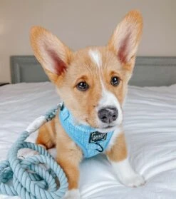 Dog Rope Leash - Azul 15 Dog Rope Leash - Azul -Furfinity Cheap Shop Azul 4bf9870a b653 4411 a5d5 8871503a8810