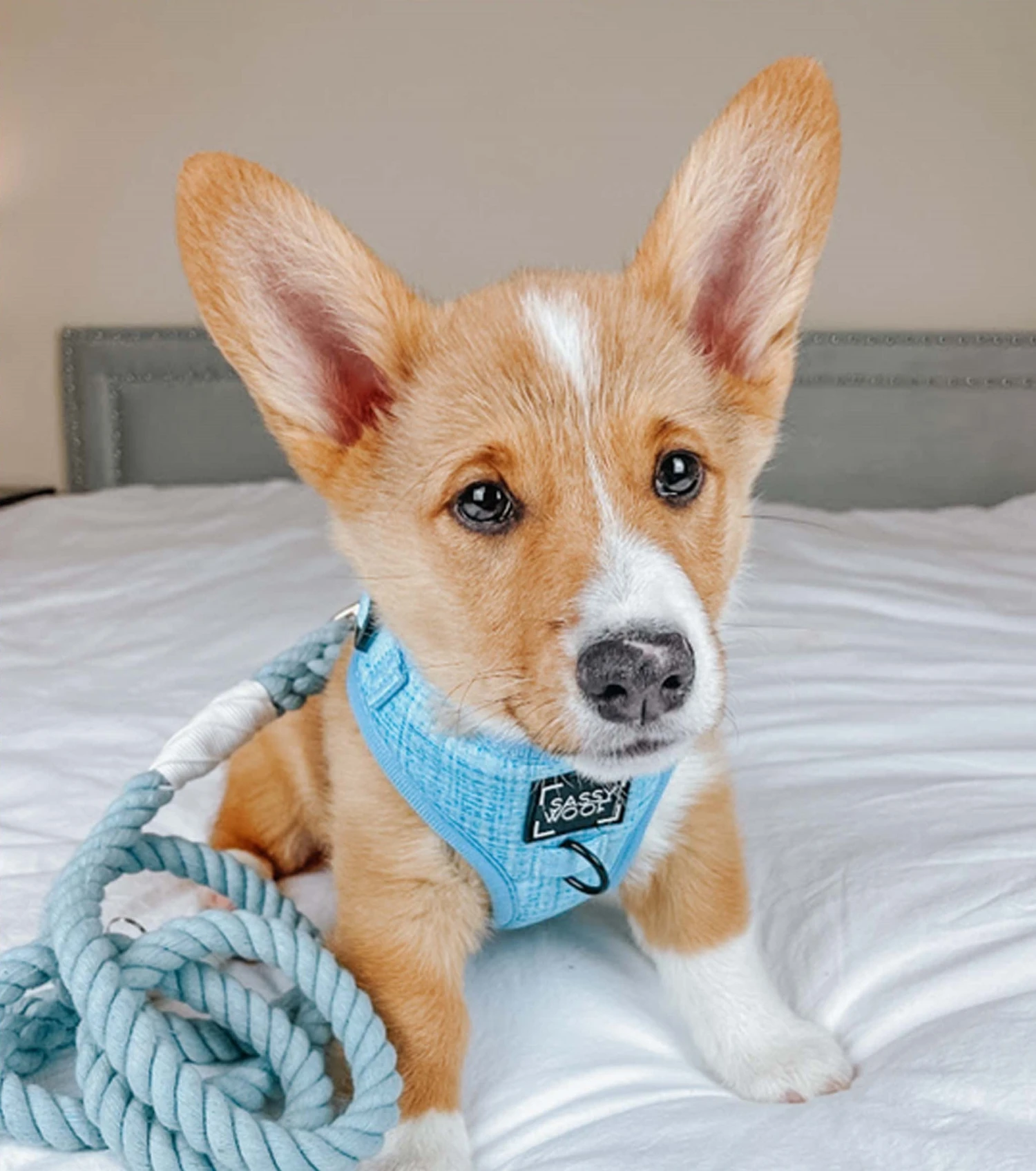 Dog Rope Leash - Azul 8 Dog Rope Leash - Azul - Image 6