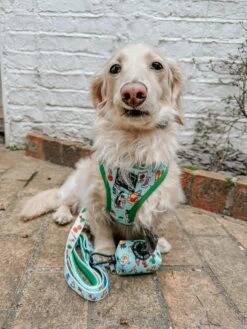 Dog Four Piece Bundle - Chillin With My Gnomies -Furfinity Cheap Shop BAGELWITHBUTTERS 2 eced1d08 3c65 4956 972c c2d337457e98