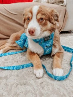 Dog Leash - Tropical Tides -Furfinity Cheap Shop BALNTONSADVENTURES 8a432d10 ea42 486b b75d 4f1cd4d115a9