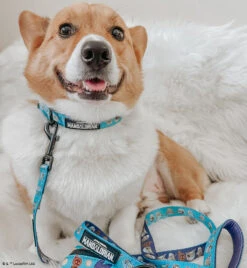 Collar Three Piece Bundle - STAR WARS™ The Mandalorian™ -Furfinity Cheap Shop BAMBOO THELOAF 8d028ddf 036c 46cd 8d05 3c1ddbd178be