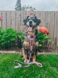 Dog Step-in Harness - Good Vibes -Furfinity Cheap Shop BEING BRISTOL 1