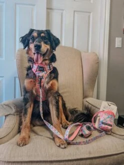 Dog Two Piece Bundle - Good Vibes -Furfinity Cheap Shop BEING BRISTOL 2 87e14068 428a 4665 91b2 f51328bb58db