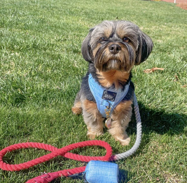 Dog Rope Leash - Watermelon Sugar 8 Dog Rope Leash - Watermelon Sugar - Image 6