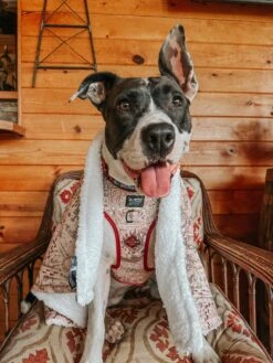 Dog Two Piece Bundle - Harry Potter™ Marauder's Map™ 41 Dog Two Piece Bundle - Harry Potter™ Marauder's Map™ -Furfinity Cheap Shop BELLATRIXWAN 2