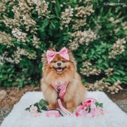 Dog Four Piece Bundle - BARBIE™ Malibu 39 Dog Four Piece Bundle - BARBIE™ Malibu -Furfinity Cheap Shop BELLA BEAR POM