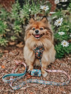 Dog Four Piece Bundle - Pawfect Poms -Furfinity Cheap Shop BELLA BEAR POM 2 f8a4a5af 2e11 4678 98b2 84f4419e7d89