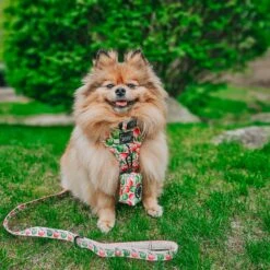 Dog Leash- Apple Of My Eye 21 Dog Leash- Apple Of My Eye -Furfinity Cheap Shop BELLA BEAR POM 3 b75e6d30 a73b 417e b965 055cd1021988