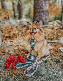 Dog Leash - Pawfect Poms -Furfinity Cheap Shop BELLA BEAR POM 3 c76fa667 f91b 4edc b789 1c4f10d4f0a3