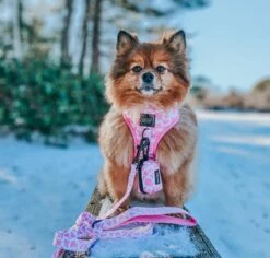 Dog Waste Bag Holder - Strawberry Milk -Furfinity Cheap Shop BELLA BEAR POM 50113fcd defb 4d3f af8e 0686ebf025d3 1