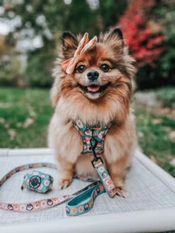 Dog Collar - Pawfect Poms -Furfinity Cheap Shop BELLA BEAR POM e304c02d 3f81 4995 8e4e d550c53be817