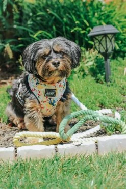 Dog Rope Leash - Disney's Belle -Furfinity Cheap Shop BELLBELLTHESHORKIE 1 da18c655 b19c 4368 bc42 32e4b7a57884 1