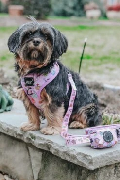 Dog Leash - Tea Pawty -Furfinity Cheap Shop BELLBELLTHESHORKIE a6c4db82 288c 4cea 966d a3fe4aa4cb5e