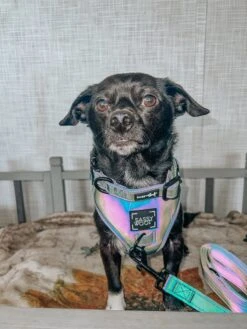 Dog Four Piece Bundle - Reflection -Furfinity Cheap Shop BENJI AND SQUAD 1