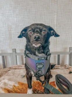 Dog Two Piece Bundle - Reflection -Furfinity Cheap Shop BENJI AND SQUAD 3