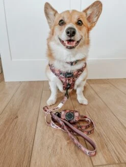 Dog Adjustable Harness - Cuddly Corgis -Furfinity Cheap Shop BENJI THE CORGS