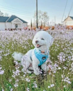 Collar Three Piece Bundle - Blumond 21 Collar Three Piece Bundle - Blumond -Furfinity Cheap Shop BINGSUTHEBICHON ScXSh eb890e74 b5e3 4d60 b94a 4e9dd4916db4