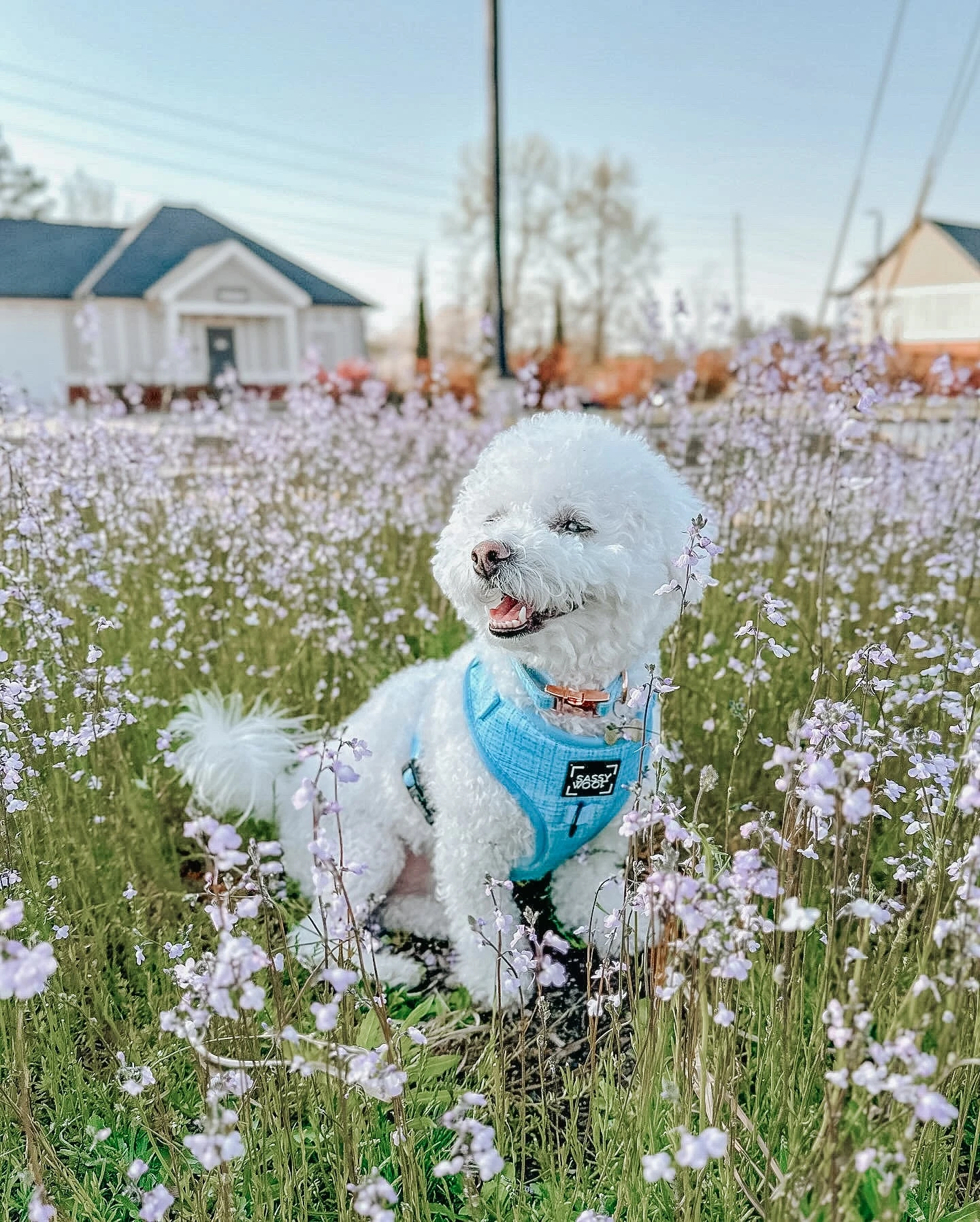 Collar Three Piece Bundle - Blumond 12 Collar Three Piece Bundle - Blumond - Image 10