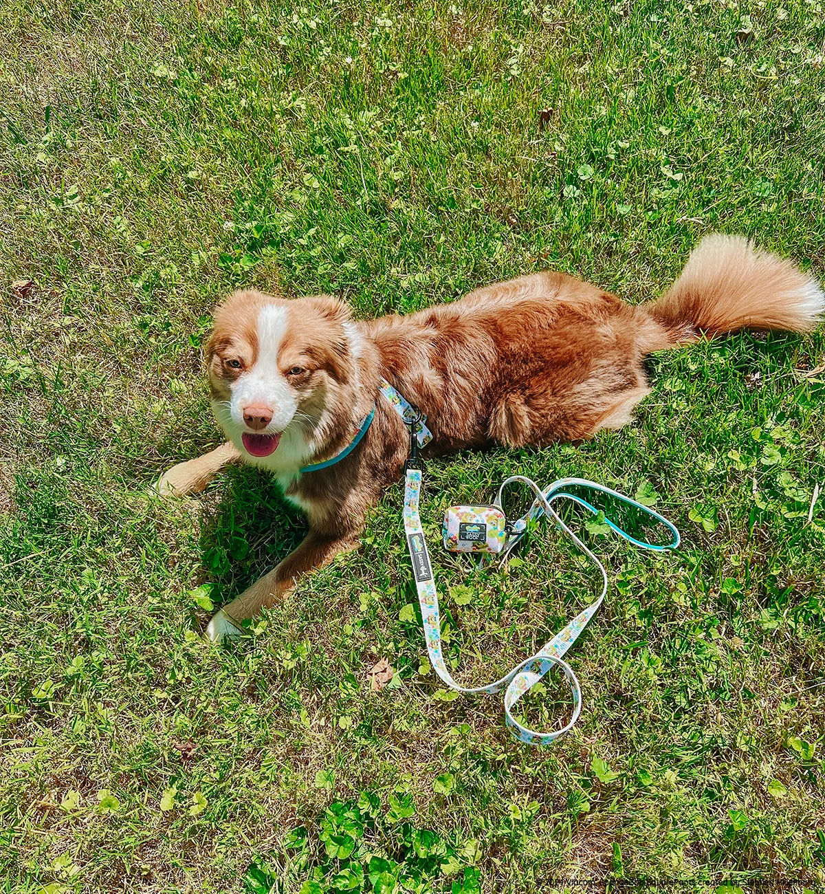 Dog Four Piece Bundle - SpongeBob SquarePants™ Bikini Bottom 12 Dog Four Piece Bundle - SpongeBob SquarePants™ Bikini Bottom - Image 10
