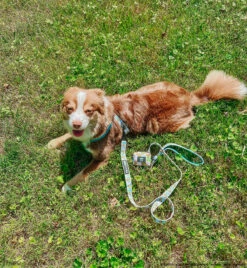 Dog Four Piece Bundle - SpongeBob SquarePants™ Jelly Fishin' -Furfinity Cheap Shop BLANTONSADVENTURES 4 91173ff3 4ae4 4c4c 8955 58c2aeb81768