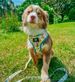 Dog Two Piece Bundle -SpongeBob SquarePants™ Bikini Bottom -Furfinity Cheap Shop BLANTONSADVENTURES 5