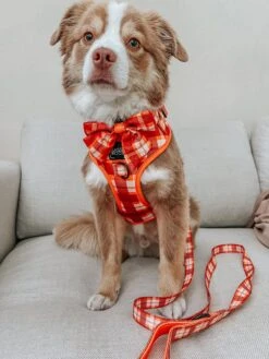 Dog Four Piece Bundle - Spiced Harvest -Furfinity Cheap Shop BLANTONSADVENTURES 0dfbfeda d7dd 4891 8232 da8284d5cfd2