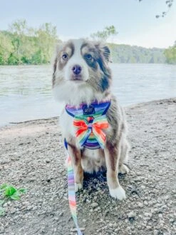 Dog Sailor Bow - Love You Fur You -Furfinity Cheap Shop BLANTONSADVENTURES 1