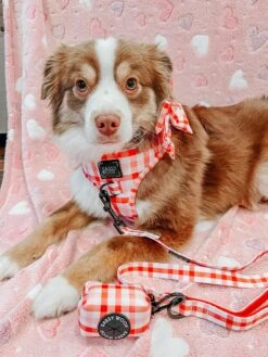 Dog Two Piece Bundle -Picnic Fur Two -Furfinity Cheap Shop BLANTONSADVENTURES 1bb065f8 f0e1 4cfa be72 4341cdb70b45