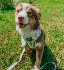 Dog Two Piece Bundle -SpongeBob SquarePants™ Bikini Bottom -Furfinity Cheap Shop BLANTONSADVENTURES c5f5ae19 a7e2 49bd 9a0f aaa0045dd081