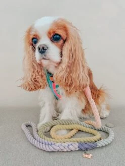 Dog Rope Leash - Sprinkles -Furfinity Cheap Shop BLENHEIMCAVS 1 728b6dee 3c12 40a8 80d5 7127683f475b