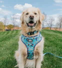 Dog Four Piece Bundle - STAR WARS™ The Mandalorian™ -Furfinity Cheap Shop BOBA 3