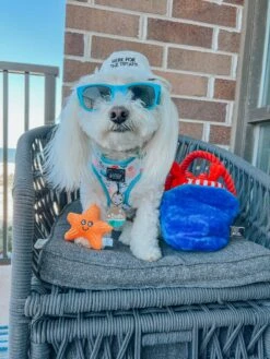 Dog Bucket Hat - Here For The Treats -Furfinity Cheap Shop BODHI MOON THE COTON