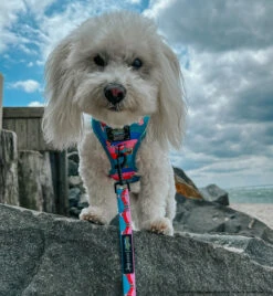 Dog Two Piece Bundle -SpongeBob SquarePants™ And Friends -Furfinity Cheap Shop BODHI MOON THE COTON 1d9ea9aa 3311 4385 8b2f 3a634a8560a4