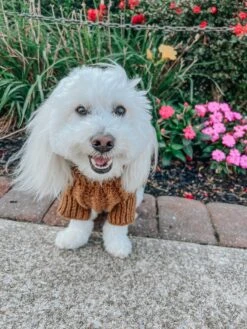 Dog Cable Knit Sweater - Brown 18 Dog Cable Knit Sweater - Brown -Furfinity Cheap Shop BODHI MOON THE COTON 2