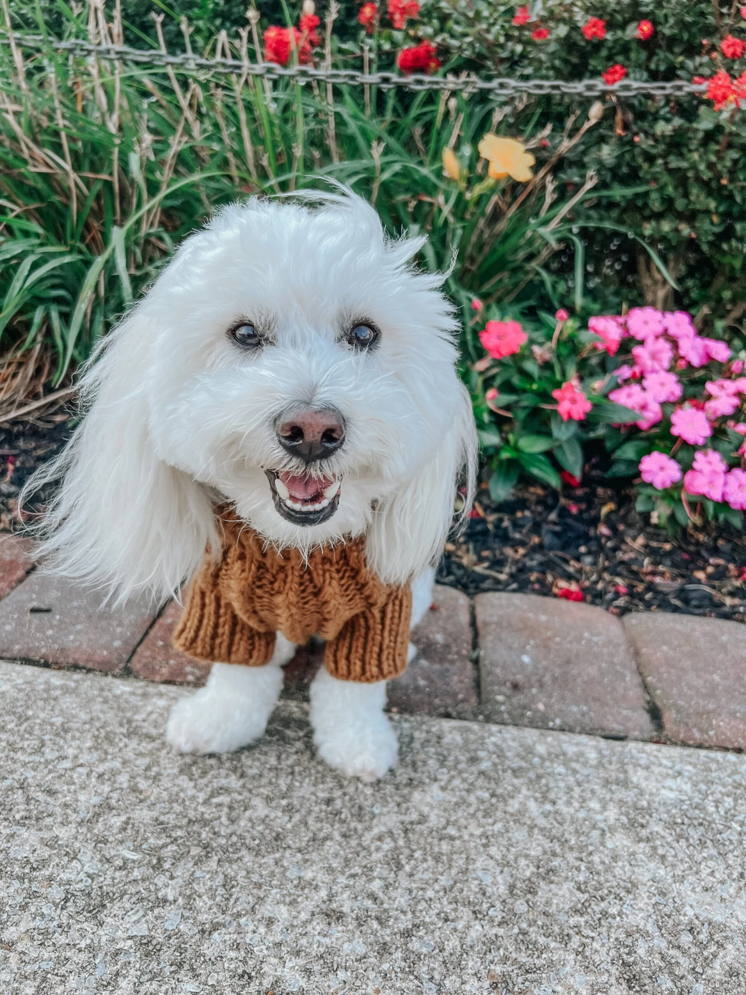Dog Cable Knit Sweater - Brown 8 Dog Cable Knit Sweater - Brown - Image 6