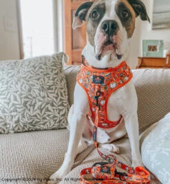 Dog Four Piece Bundle - Garfield™ -Furfinity Cheap Shop BOOKO THEBULLYPUP 4