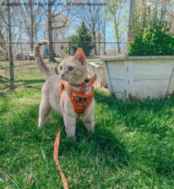 Cat Leash - Garfield™ -Furfinity Cheap Shop BOOKO THEBULLYPUP 6 398524cf 04a2 43f3 8b36 80062b237bcd