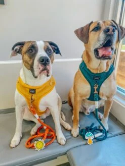 Potty Pal - Mushroom -Furfinity Cheap Shop BOOKO THEBULLYPUP 1 83b844c9 5258 49ef 898b 503a51c86f65