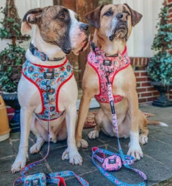 Dog Waste Bag Holder - Looney Tunes™ Pink -Furfinity Cheap Shop BOOKO THEBULLYPUP 73db780e 5bea 4349 a192 1b05adb7d2b2