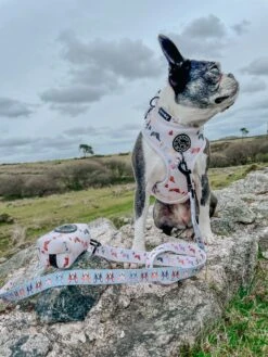 Dog Waste Bag Holder - Bold Boston Terriers -Furfinity Cheap Shop BOSTON BRIE BAGEL 3 1a45d086 e49f 4a29 9813 30f0755b93ad