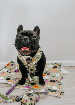 Dog Four Piece Bundle - Haunt Mess 31 Dog Four Piece Bundle - Haunt Mess -Furfinity Cheap Shop BOWIE AND COBAIN