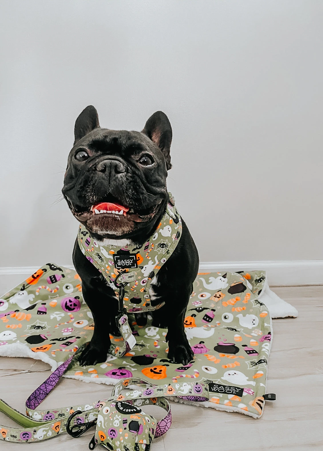 Dog Four Piece Bundle - Haunt Mess 17 Dog Four Piece Bundle - Haunt Mess - Image 15