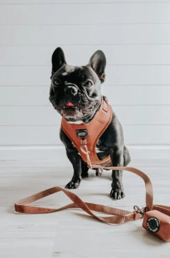 Dog Leash - Teddy -Furfinity Cheap Shop BOWIE AND COBAIN 38065a59 3d2e 4e82 b0db 20182f67ec5a