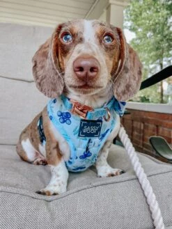 Dog Four Piece Bundle - Berry Sassy -Furfinity Cheap Shop BUDDYTHEDAPPLE