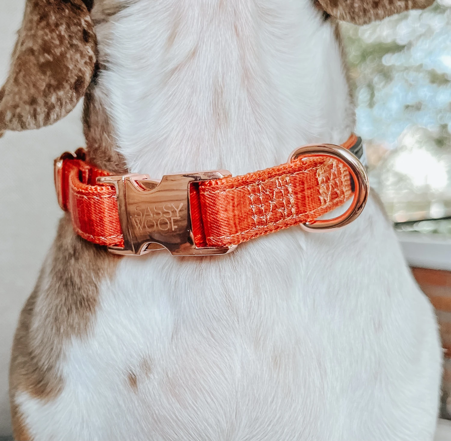Dog Collar - Foxy 9 Dog Collar - Foxy - Image 7