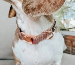 Dog Collar - Teddy -Furfinity Cheap Shop BUDDYTHEDAPPLEPIEBALD 1 fc54f921 12cd 4ca0 9506 84b30c59c685